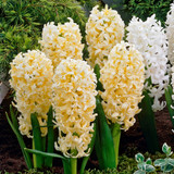 Hyacinth 'Gypsy Princess' 14/15cm