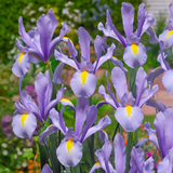 Iris Dutch 'King Mauve'