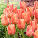 Tulip 'Stunning Apricot'