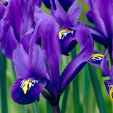 Iris reticulata 'Pixie'