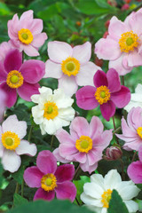 Anemone Japonica Mixed
