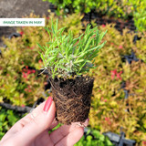 Lavender Rosea (5cm Module)
