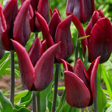 Tulip 'Lasting Love'