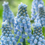 Muscari Cupido 7/8cm