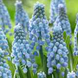 Muscari Cupido 7/8cm