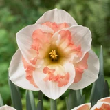 Narcissus 'Pink Wonder'