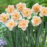 Narcissus 'Pink Wonder'