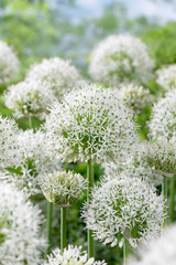 Allium White Giant 18cm+