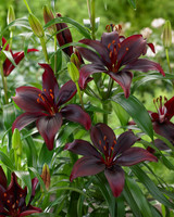 Lilium Mapira