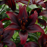 Lilium Mapira