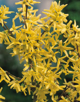 Forsythia intermedia 'Spectabilis' Hedge