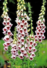 Digitalis purpurea 'Pam's Choice'