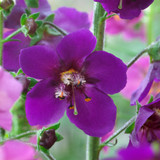 Verbascum Phoenicum Violetta