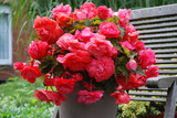 Begonia odorata Pink Delight