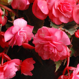 Begonia odorata Pink Delight