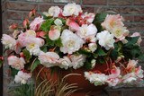 Begonia odorata Angelique