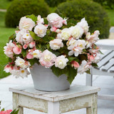 Begonia odorata Angelique