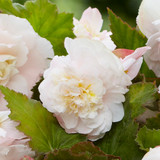 Begonia odorata Angelique