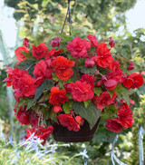 Begonia odorata Red Glory