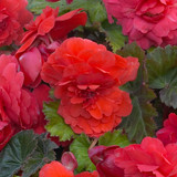Begonia odorata Red Glory