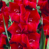 Gladioli 'Espresso'