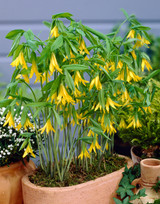 Uvularia grandiflora