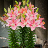 Lilium Foxtrot