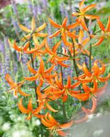 Lilium Martagon Orange Marmalade