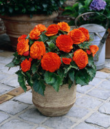 Begonia Non Stop Orange (3-4cm Tubers)