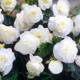 Begonia Non-Stop White (3-4cm Tubers)