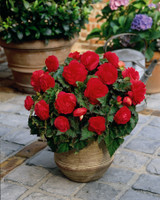 Non Stop Begonia Scarlet 3/4cm