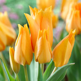 Tulip Praestans Shogun