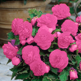 Begonia Non Stop Pink (3-4cm Tubers)