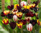 Tulip Burgundy Blend Mixed