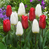 Tulip Ruby Prince