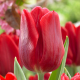 Tulip Ruby Prince