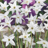 Ipheion uniflorum 'White Star'