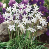 Ipheion uniflorum 'White Star'
