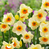 Narcissus 'Beautiful Eyes'