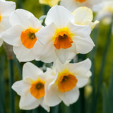 Narcissus 'Beautiful Eyes'