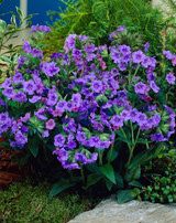 Pulmonaria Blue Ensign