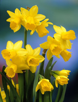 Narcissus Tete a Tete 8/10