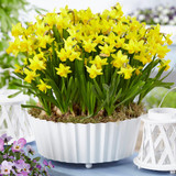 Narcissus Tete a Tete 8/10