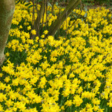 Narcissus Tete a Tete 8/10