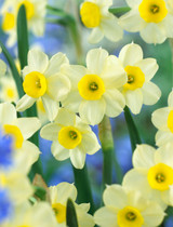 Narcissus 'Minnow'