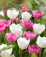 Tulip 'Royal Virgin'