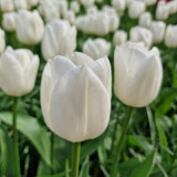 Tulip 'Royal Virgin'