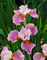 Iris sibirica 'Dance Ballerina Dance'