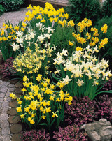 Narcissus Botanical Mix