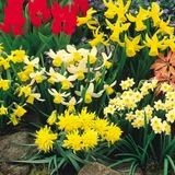 Narcissus Botanical Mix